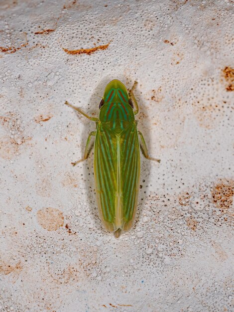 Adult Typical Leafhopper