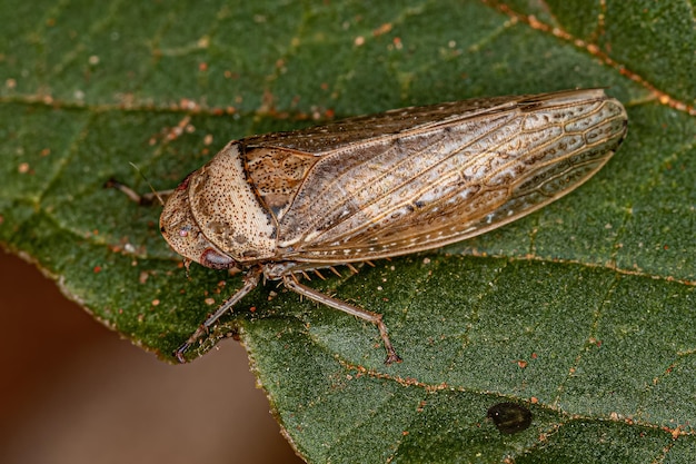 Adult Typical Leafhopper