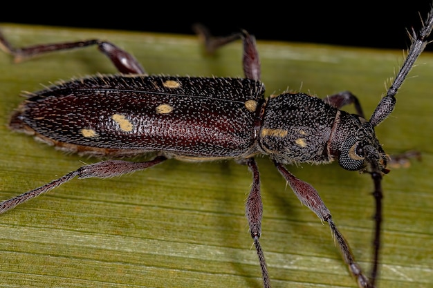 Adult Typical Longhorn Beetle of the species Ambonus electus