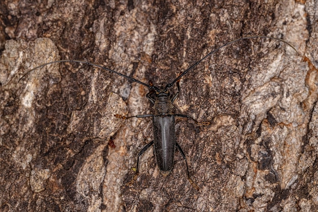 Adult Typical Longhorn Beetle of the Subfamily Cerambycinae