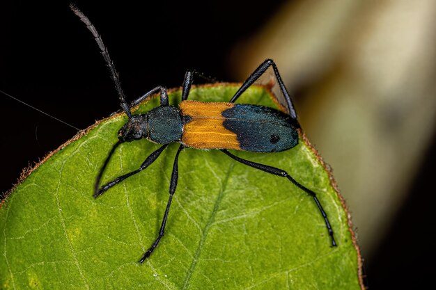 Photo adult typical longhorn beetle