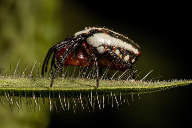 Photo adult typical orbweaver spider