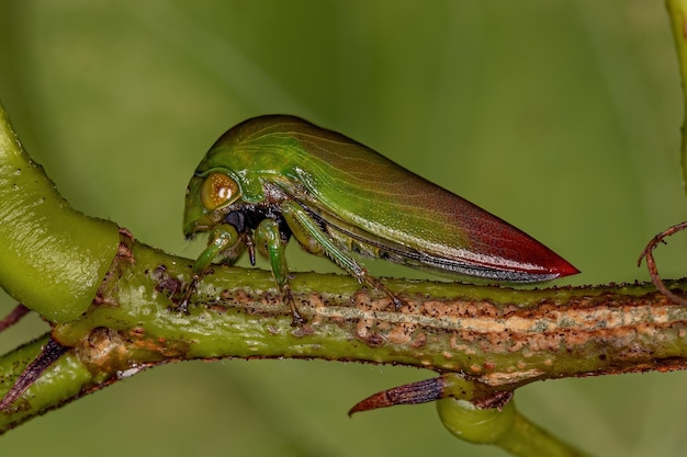 Adult Typical Treehopper of the Tribe Darnini