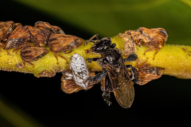 Photo adult typical treehoppers and an adult female stingless bee