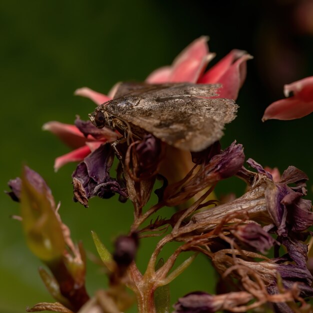 Falena underwing adulta della famiglia erebidae in una pianta