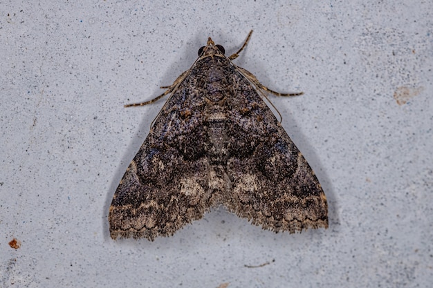 Photo adult underwing moth of the family erebidae