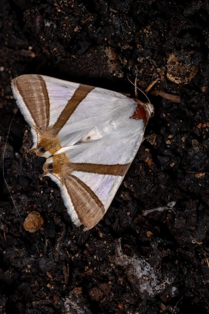 Falena underwing adulta della specie eulepidotis rectimargo