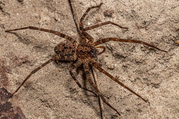 Photo adult wandering spider