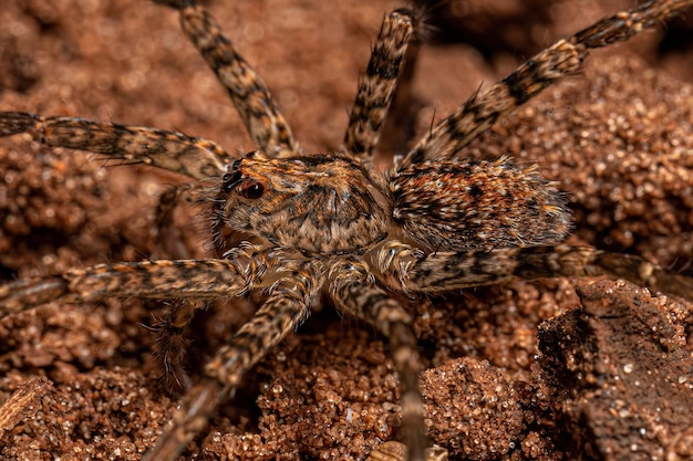 Photo adult wandering spider