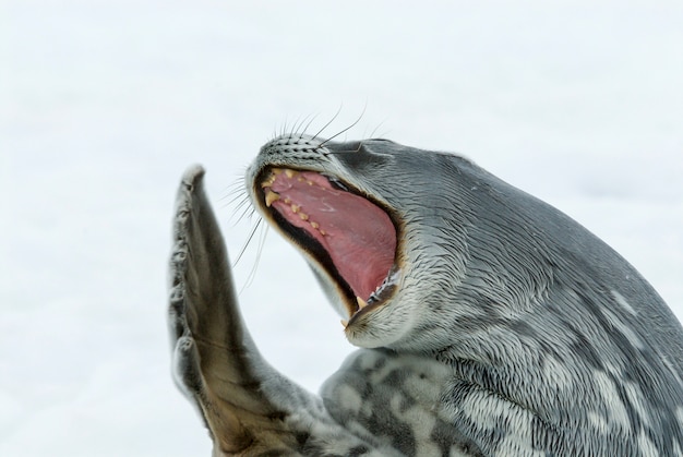 Adult Weddell seal lying on the ice