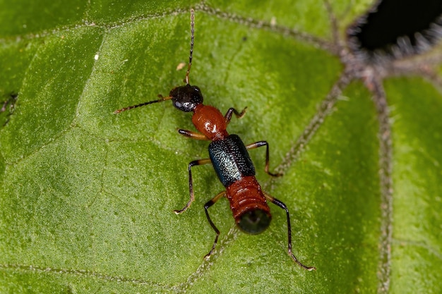 Adult Whiplash Beetle of the Genus Paederus