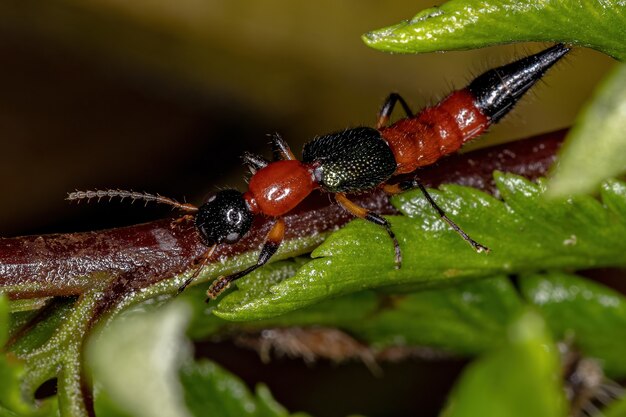 Paederus属の成虫むち打ちカブトムシ