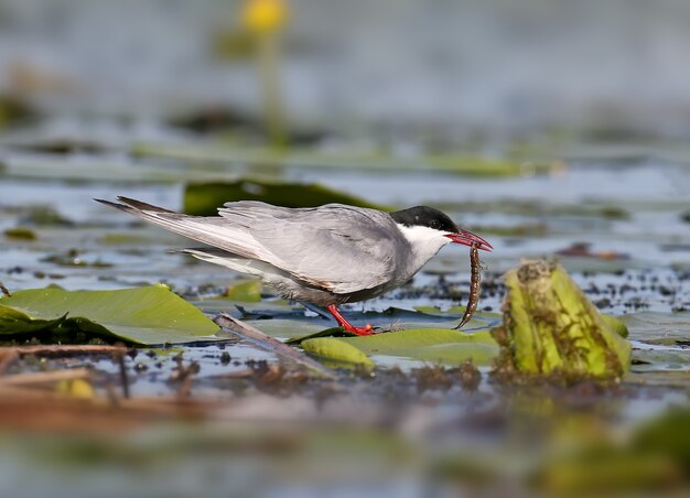 Adult whiskered tern sits near their nest with a food for chicks in its beak