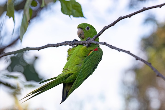 Взрослый белоглазый попугай вида Psittacara leucophthalmus