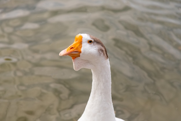 An adult white goose with a brown crest and a yellow beak