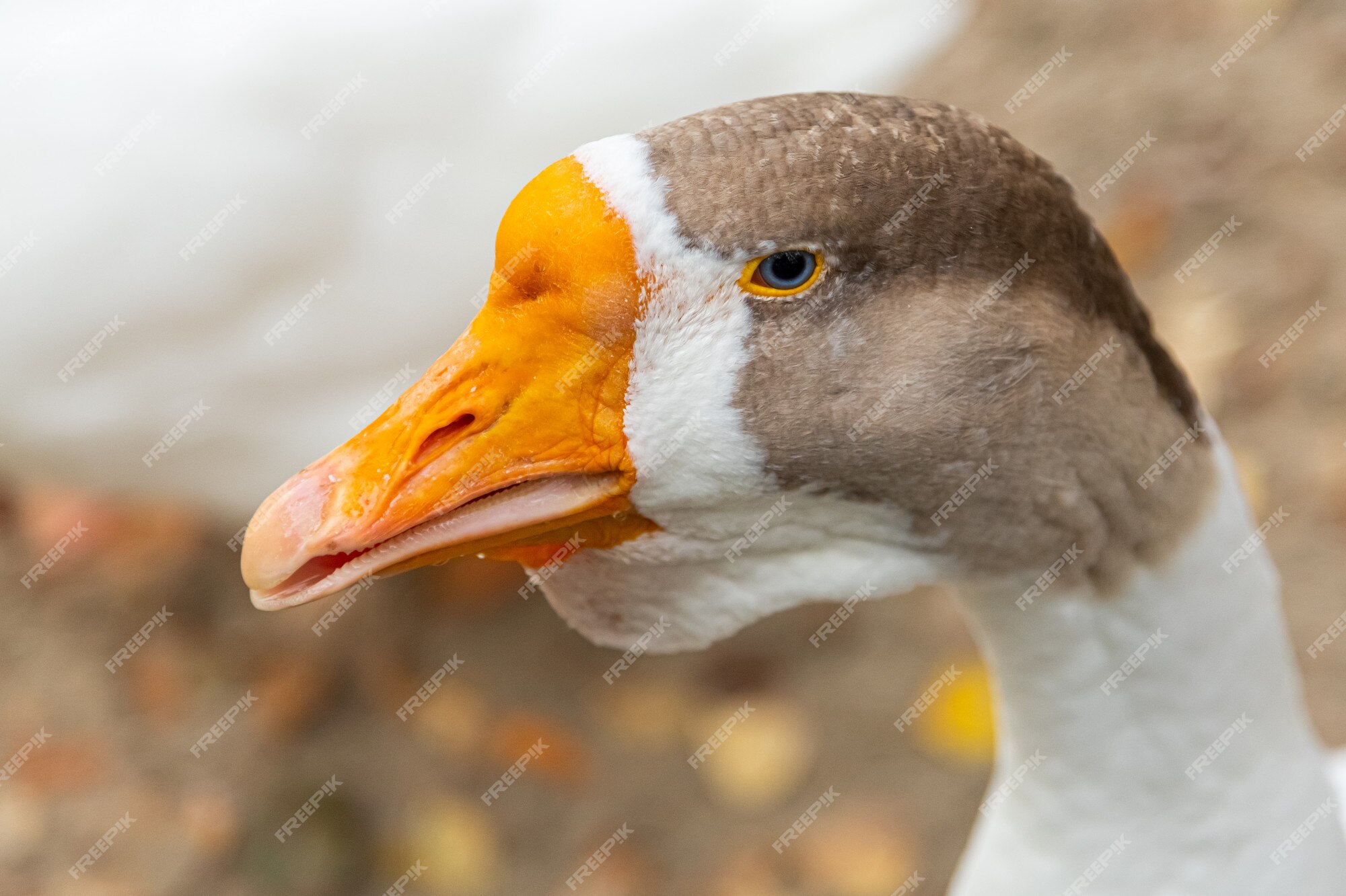 Cards Against Geese In Blenders 