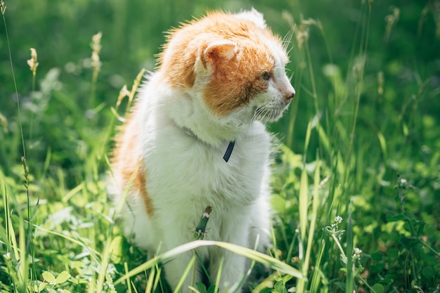 푸른 잔디에 정원에서 성인 화이트 오렌지 고양이