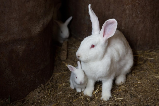 Adult white rabbit with little rabbit