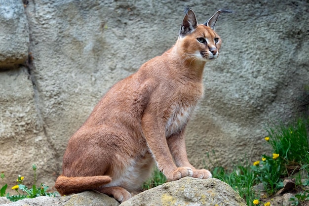 Adult wild Caracal Caracal caracal or African lynx