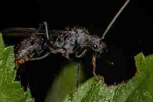 Photo adult winged male ectatommine ant of the genus ectatomma