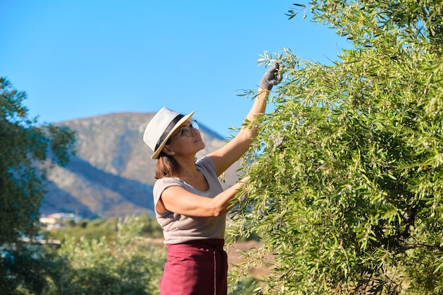 Adult woman holds in her hand branch with an olive tree, copy space, background olive grove in mountains, sky, sunset scenic landscape