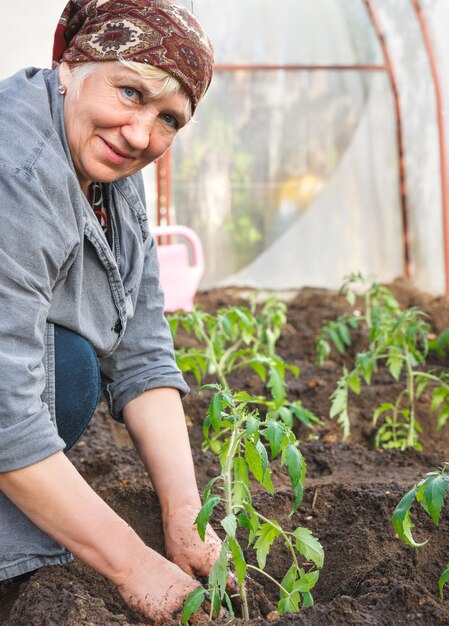 地面の温室の大人の女性のトマト植物