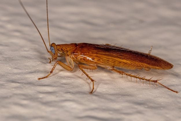 Взрослый лесной таракан семейства Ectobiidae