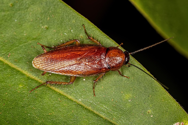 Adult Wood Cockroach