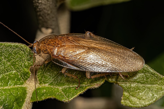 Adult Wood Cockroach