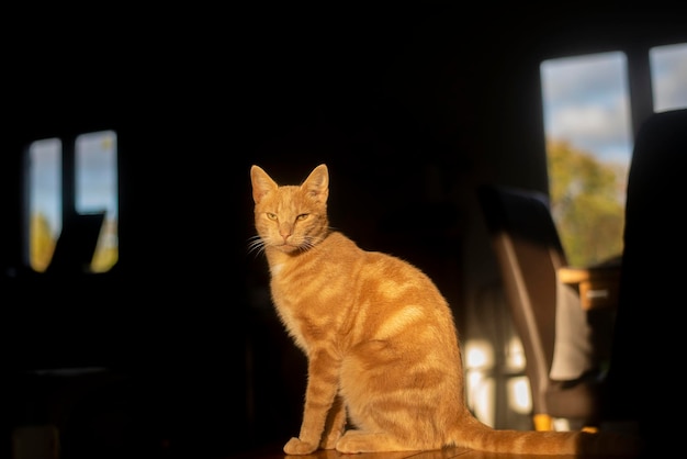 大人の黄色い猫 縞模様の猫が暗い背景に座っています