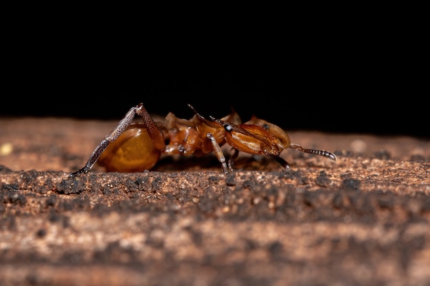 Cephalotes 속의 성체 노란 거북 개미