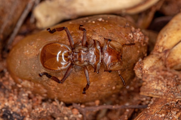 Adult Yellow Turtle Ant of the Genus Cephalotes