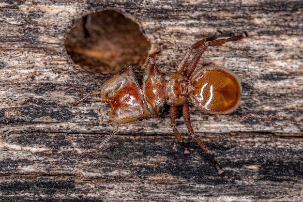 나무에 구멍이 있는 군체 입구에 있는 두족류(cephalotes) 속의 성체 노란 거북개미