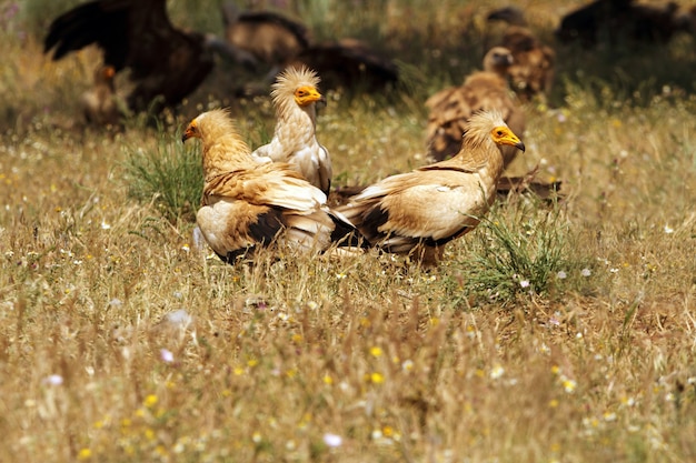 Adults of Egyptian vulture