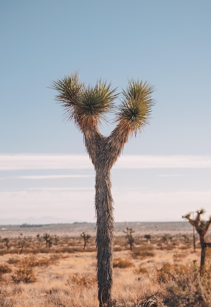 Foto avventura deserto natura incredibile destinazione di viaggio bellissimo paesaggio paesaggio