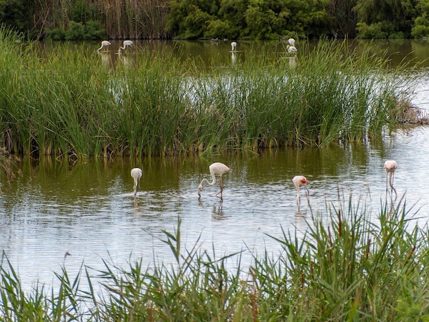 Photo adventure in donana flamingos live nature