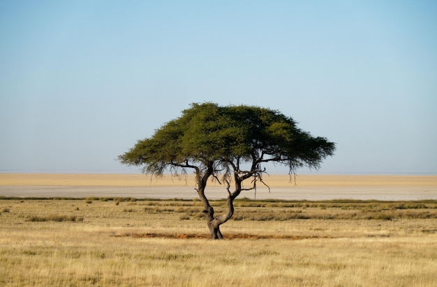 アドベンチャー旅行 目的地 驚くべき自然風景 美しい風景 美しさ