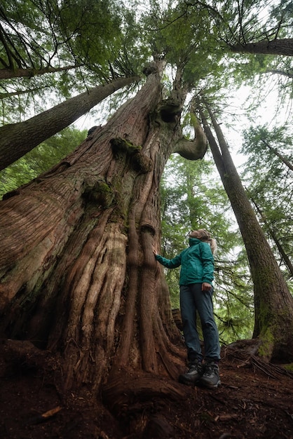 Ragazza caucasica avventurosa in piedi accanto al grande albero di cedro nella foresta