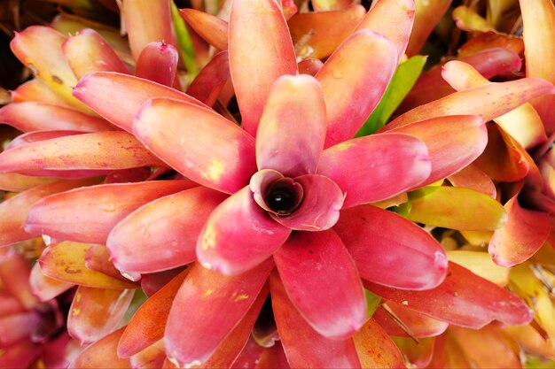 Aechmea fasciata of Pink Bromelia Bloom exotische bloemen in de tuin. Bloem achtergrond