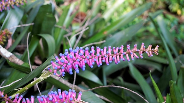 성냥개비 브로멜리아드라고도 알려진 Aechmea gamosepala