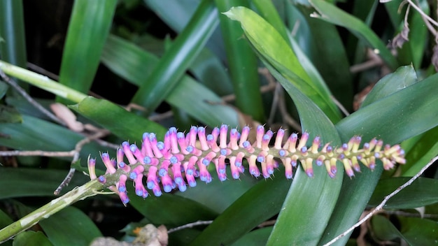 Aechmea gamosepala also known as Matchstick Bromeliad