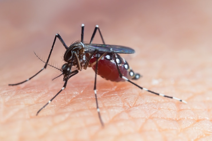 Photo aedes aegypti mosquito. close up a mosquito sucking human blood
