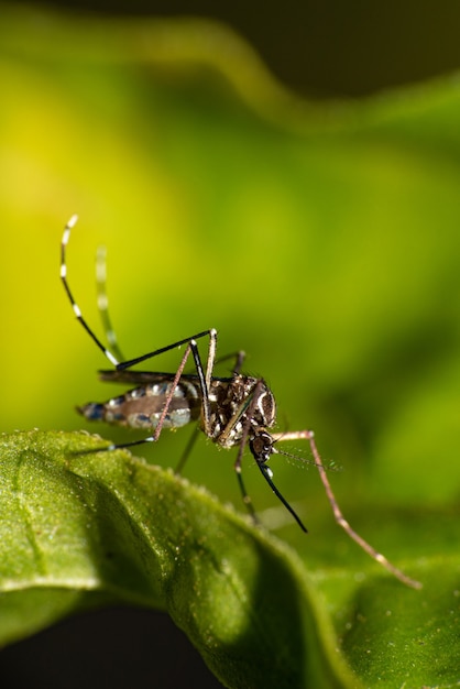 Aedes aegypti mosquito that transmits Dengue in Brazil perched on a leaf, macro photography, selective focus