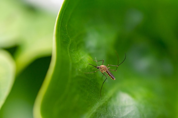 Aedes-muggen vliegen om bladeren te vangen.