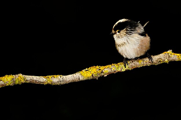 Aegithalos caudatus - De mythe is een zangvogel uit de familie Aegithalidae.