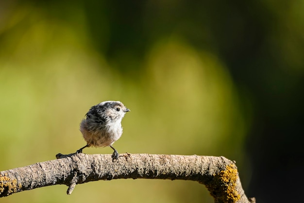 Aegithalos caudatus de mythe is een zangvogel uit de familie aegithalidae