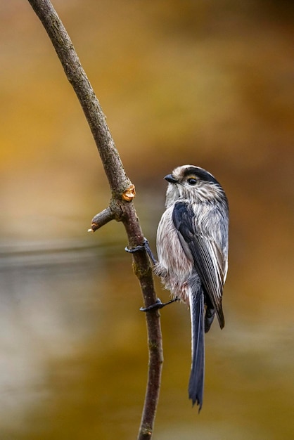 Aegithalos caudatus De mythe is een zangvogel uit de familie Aegithalidae