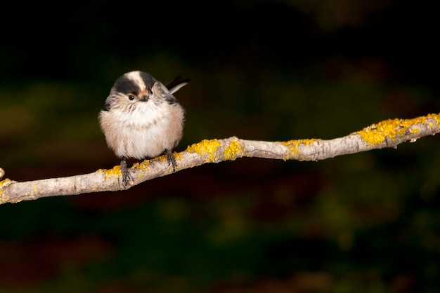 Aegithalos caudatus-神話は、エナガ科のスズメ目の鳥の一種です。