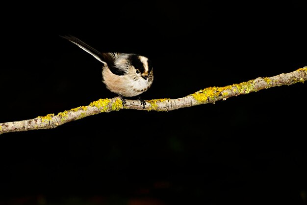 Aegithalos caudatus - The myth is a species of passerine bird in the Aegithalidae family. 