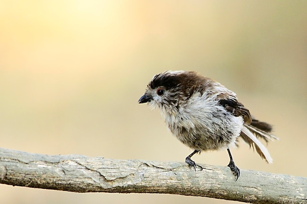 Aegithalos caudatus - Mythe is een zangvogel uit de familie Aegithalidae.